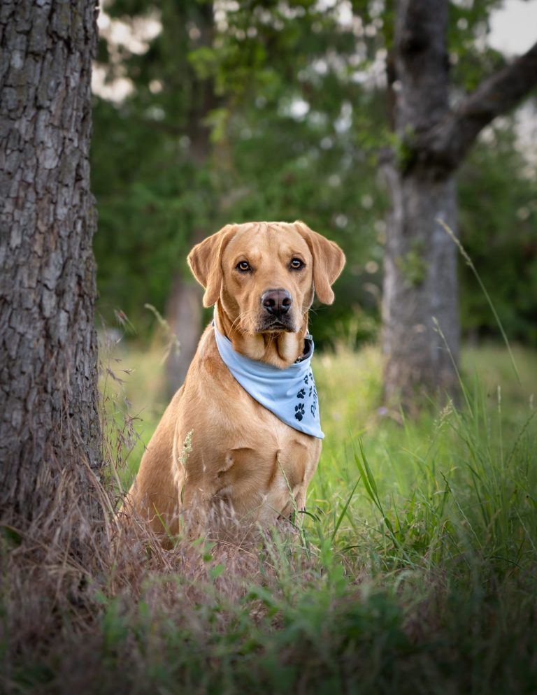 Ein Hund sitzend in einer Wiese neben einem Baum