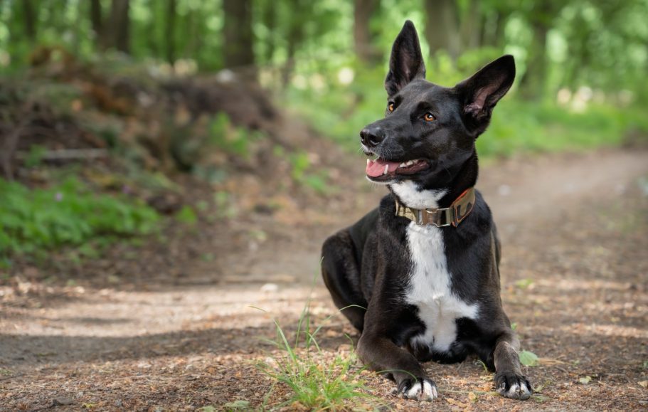 Ein schwarz weißer Hund im Platz liegend auf einem Feldweg im Wald