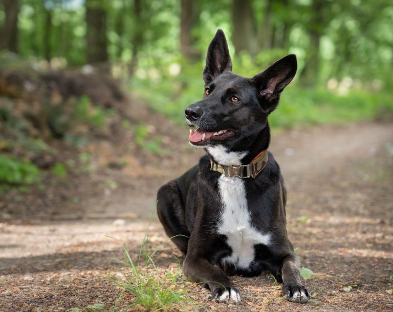 Ein Labrador Retriever der durch eine Weise rennt
