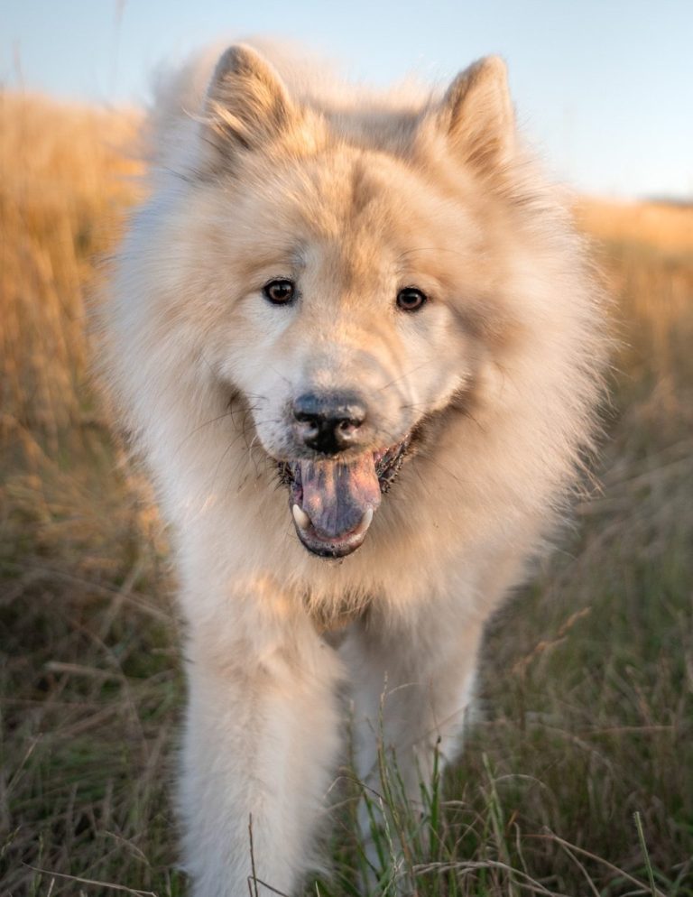 Ein fröhlicher Eurasier auf einer Wiese der in die Kamera schaut