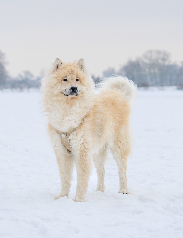 Ein Eurasier stehend im Schnee