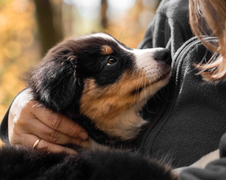 Ein Australian Shepherd Welpe der in den Armen seines Frauchens liegt