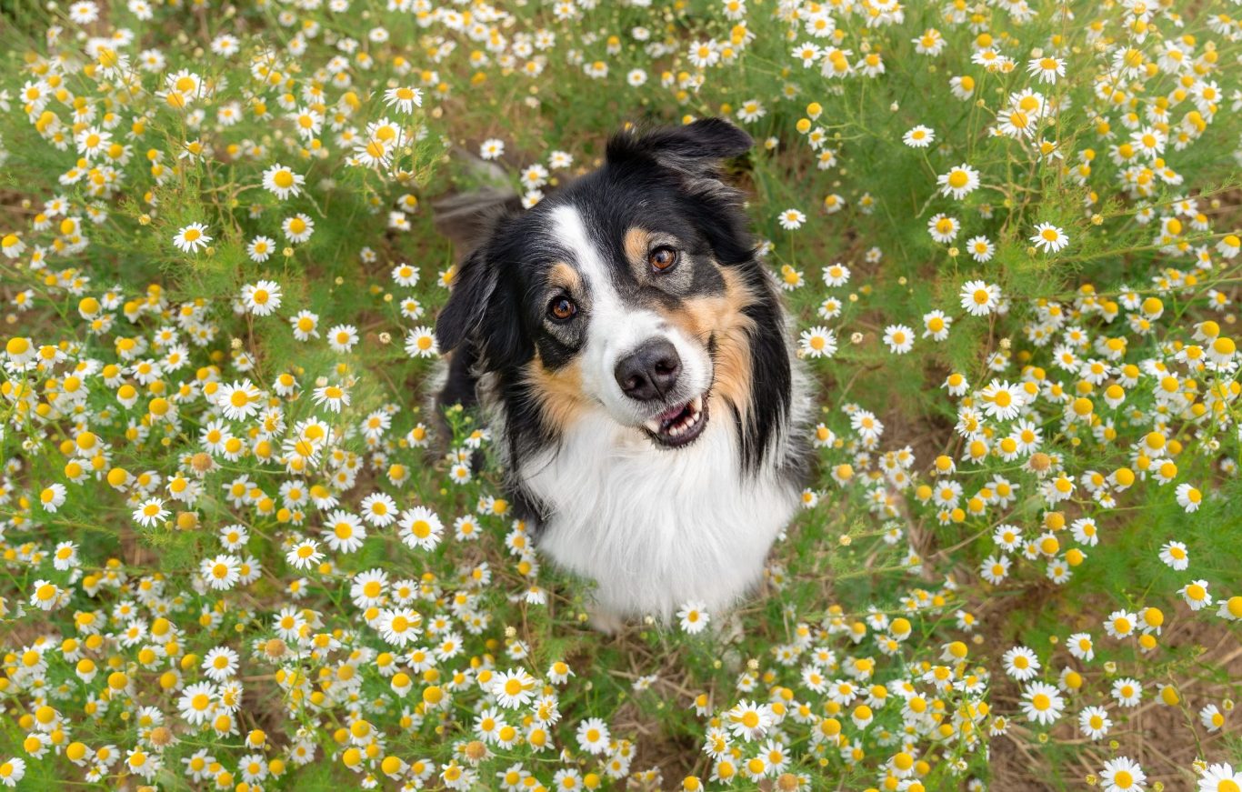 Ein Hund stehend in einer Kamillenwiese