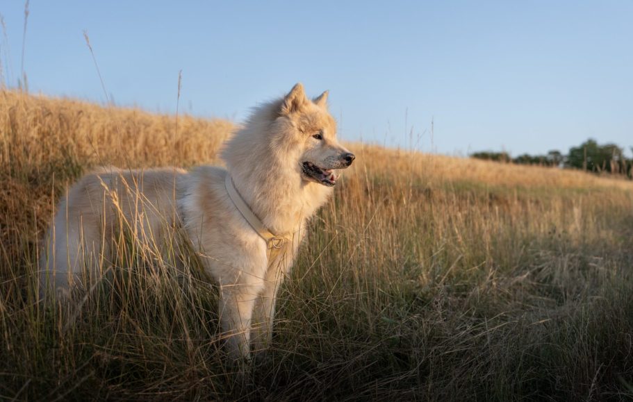 Ein stehender Eurasier am Feldrand in einer Wiese