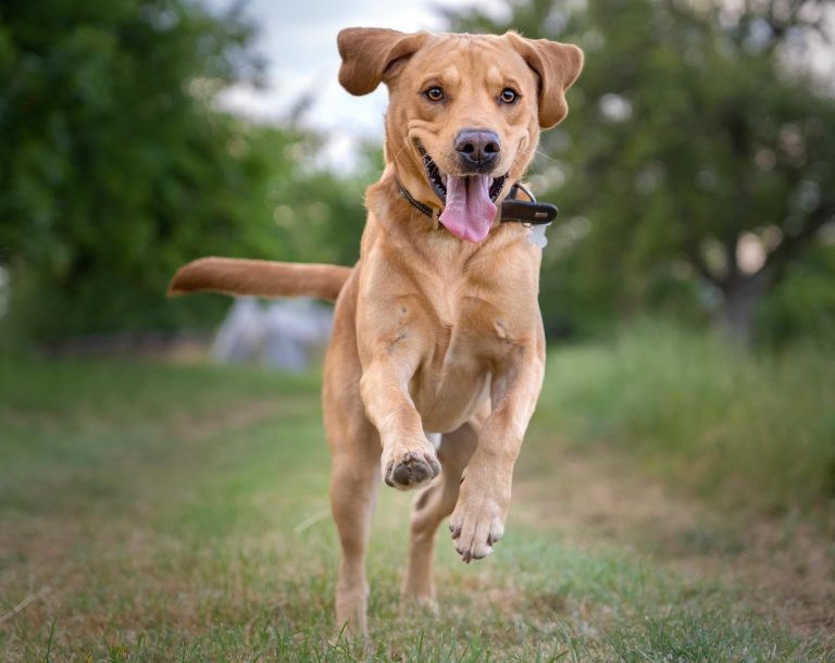 Ein rennender Hund in einer Wiese