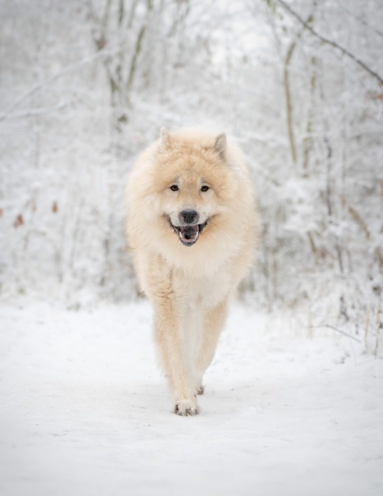 Australian Shepherd stehend auf einem Baumstamm im Schnee