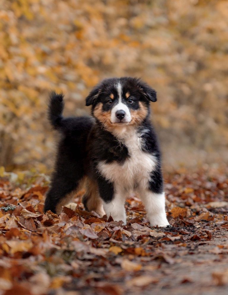 Ein Australian Shepherd Welpe stehend in Herbsblättern