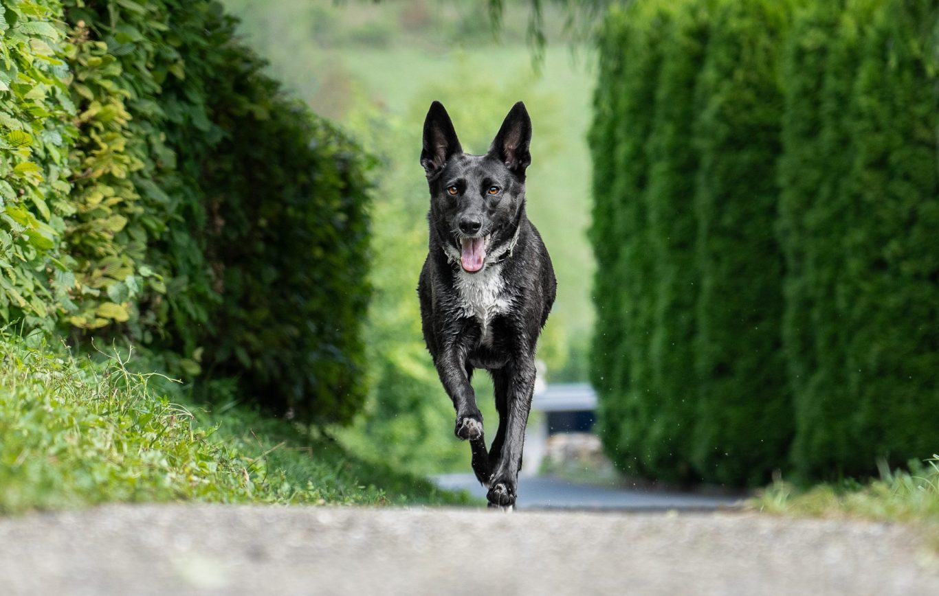 Ein rennender schwarz weißer Hund mit grünen Büschen auf beiden Seiten
