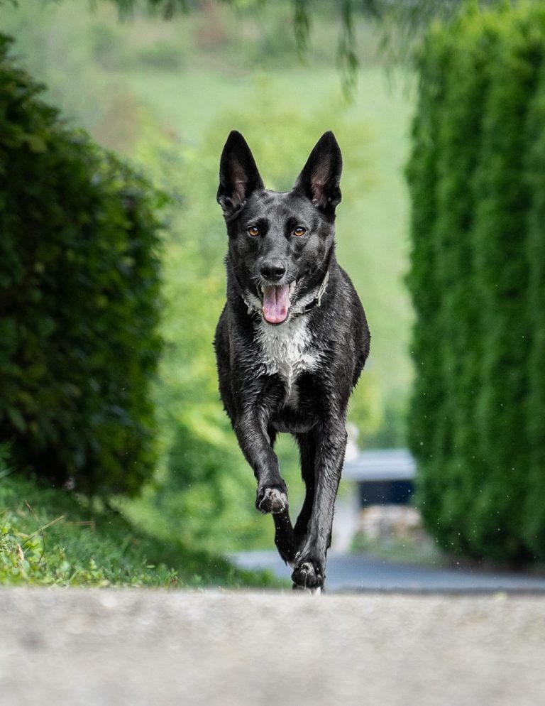 Ein Hund sitzend in einer Wiese neben einem Baum