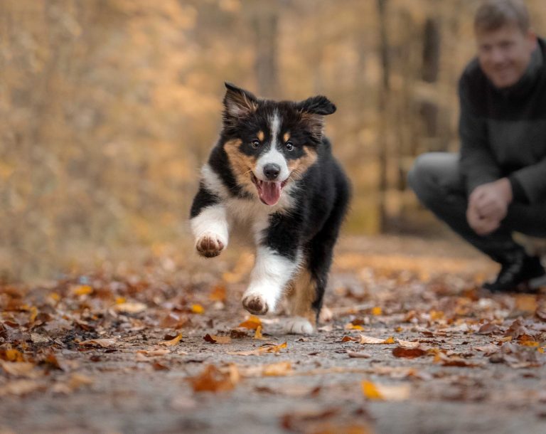 Ein rennender Australian Shepherd Welpe mit Herbstblättern
