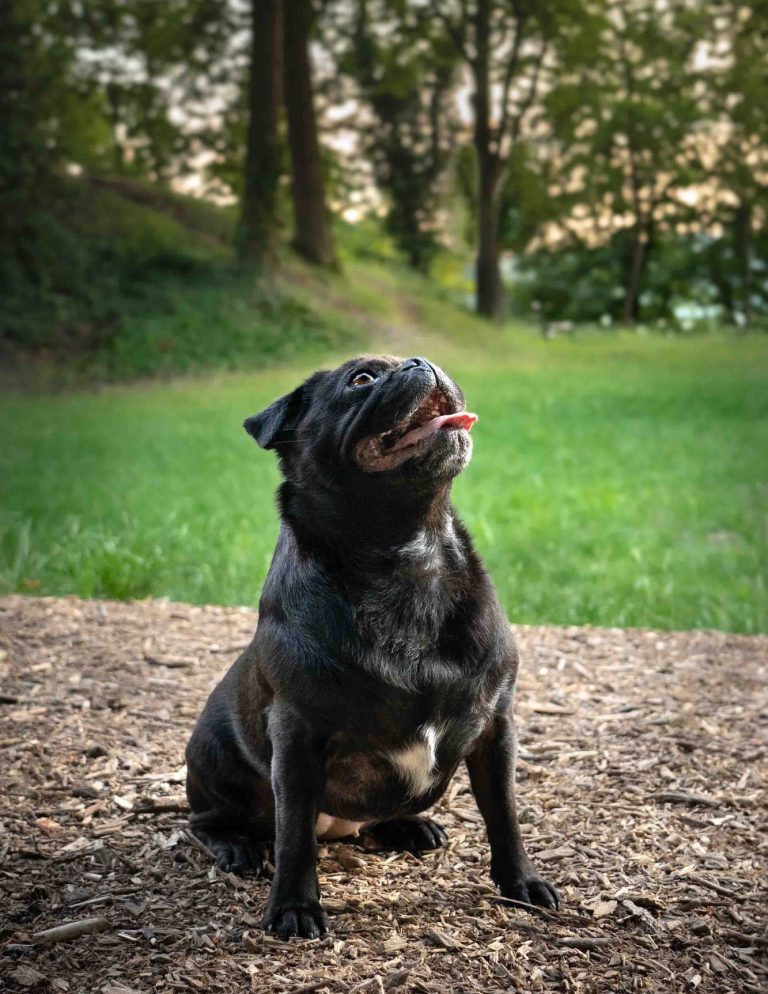 Ein sitzender Hund der zu seinem Frauchen hochschaut