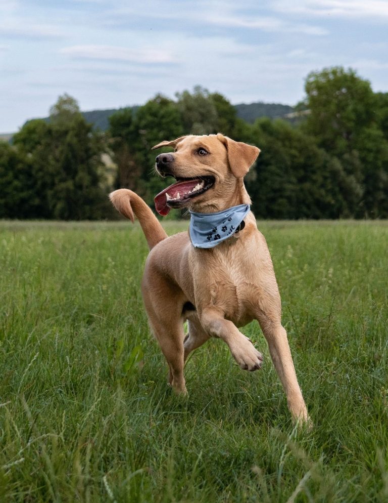 Ein spielender Hund in einer Wiese