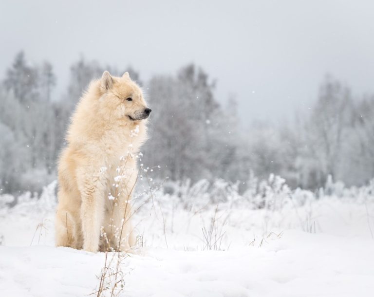 Portrait von einem Eurasien sitzend im Schnee
