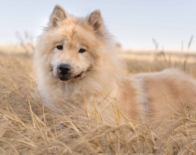 Eurasier in einem Feld