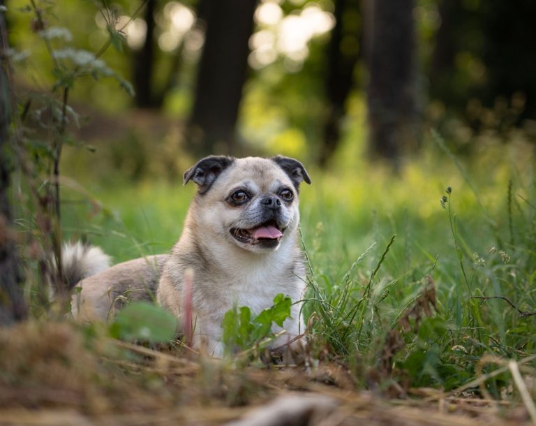Ein Mops im Platz in einer Weise mit Bäumen im Hintergrund