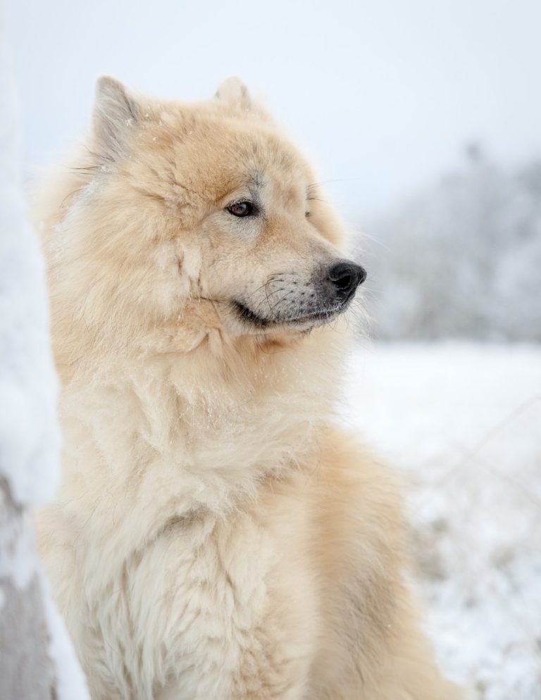Ein schwarzer Hund rennend im Schnee