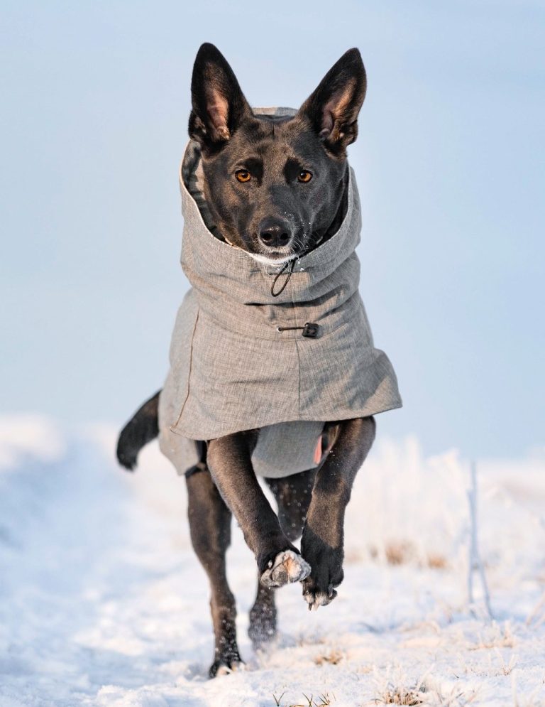 Ein schwarzer Hund rennend im Schnee