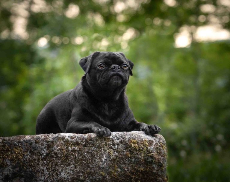 Ein Hund im Platz auf einem Felsen mit grünen Bäumen im Hintergrund
