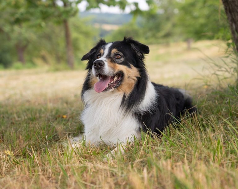 Ein Australian Shepherd der in einer Wiese im Platz liegt
