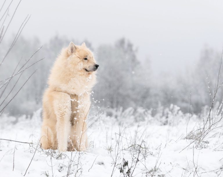 Portrait von einem Eurasien sitzend im Schnee