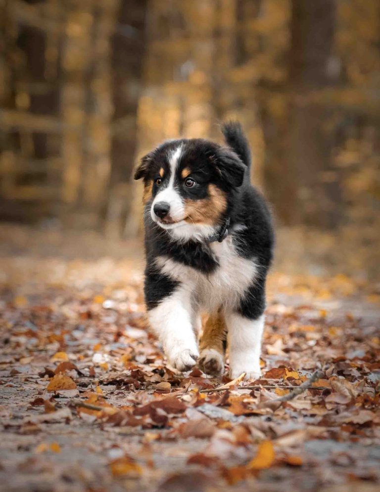 Ein Welpe laufend im Herbstlaub