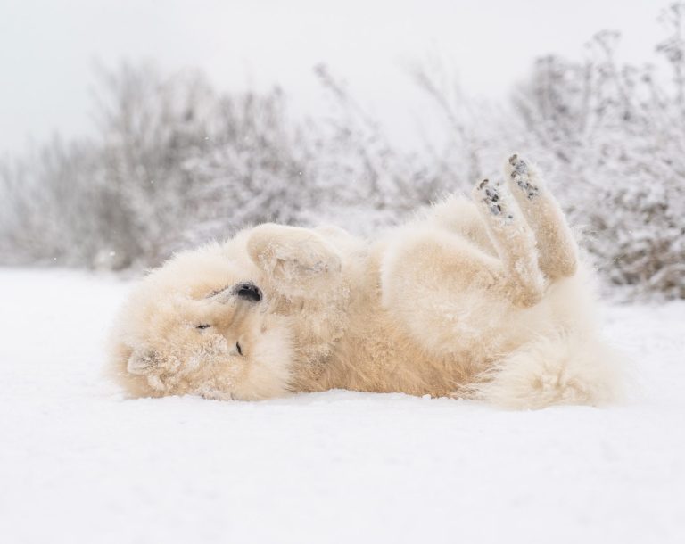 Ein Eurasier der sich im Schnee wälzt