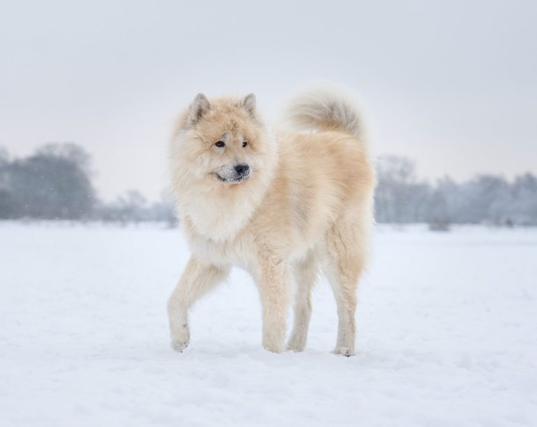 Australian Shepherd rennend im Schnee