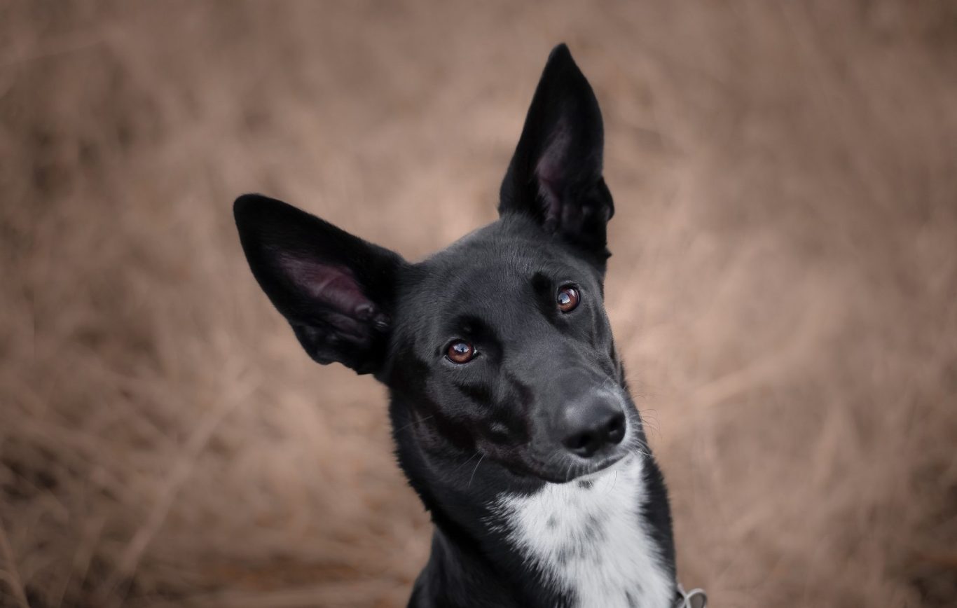 Ein Hundeportrait von einem schwarzen Hund der in die Kamera schaut
