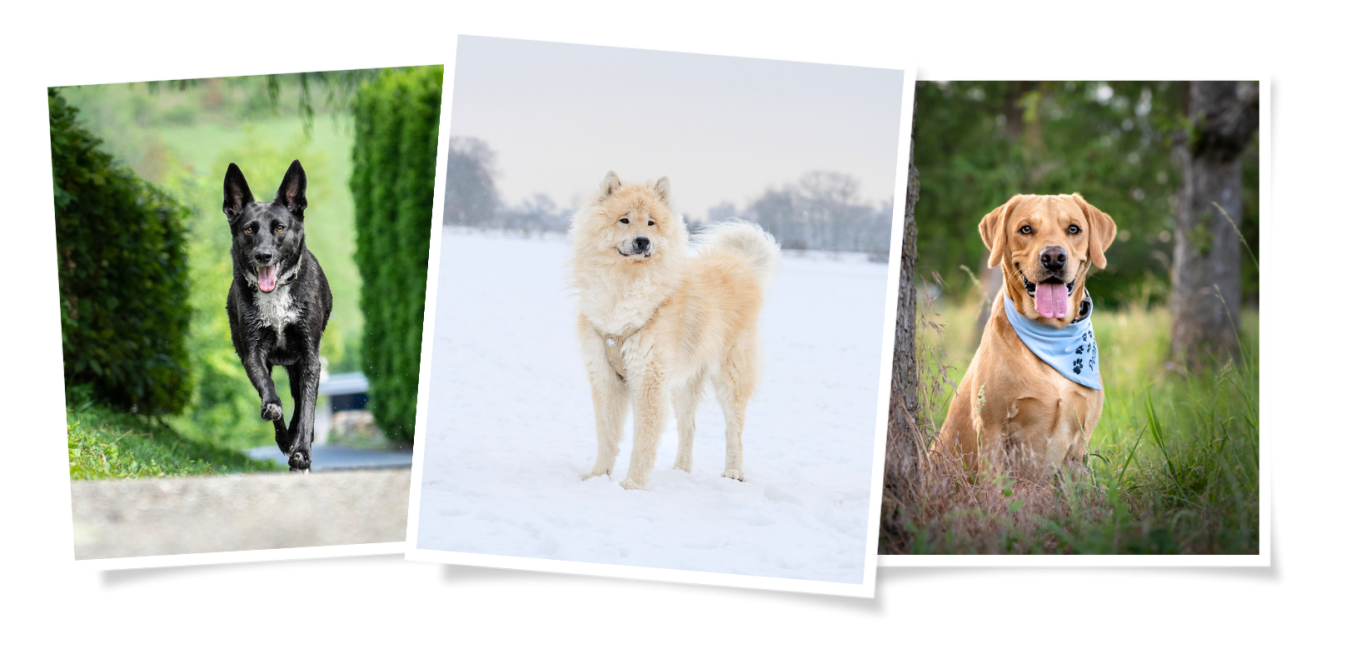Hundeportraits