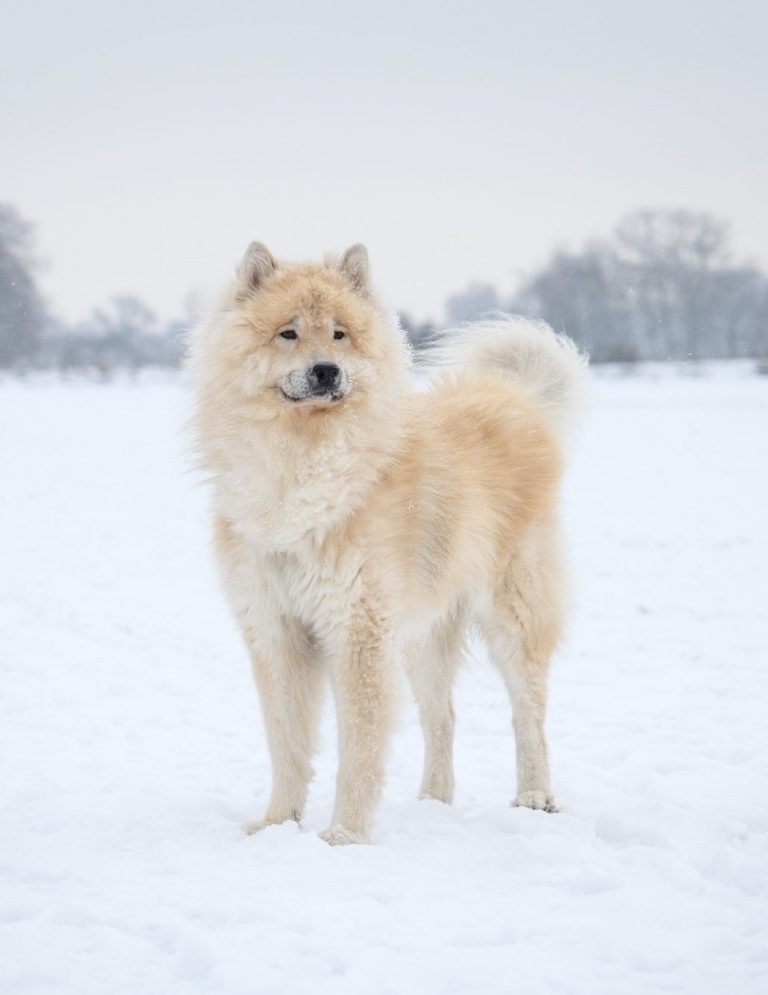 Ein Eurasier stehend im Schnee