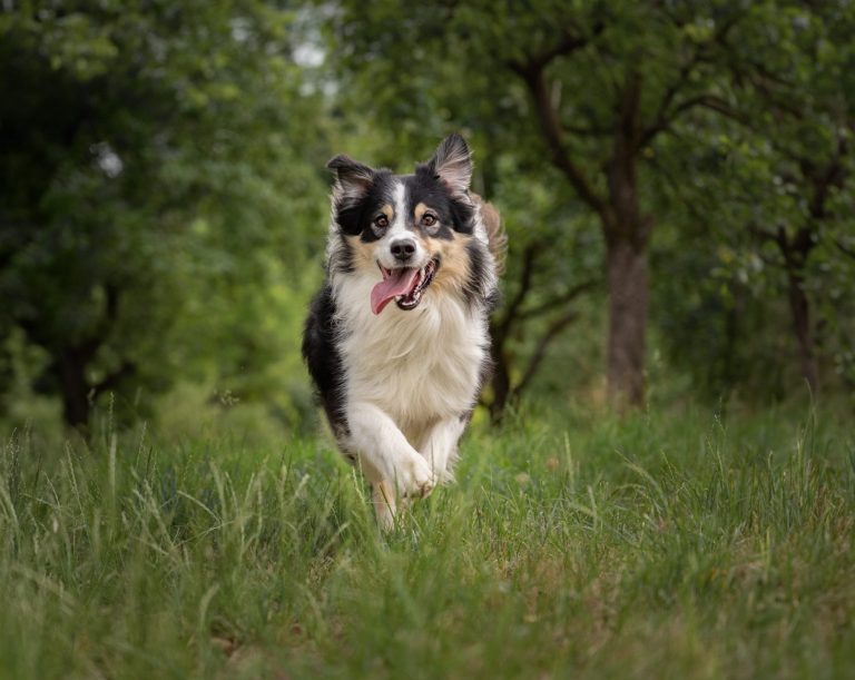 Ein Australian Shepherd der durch eine Weise rennt