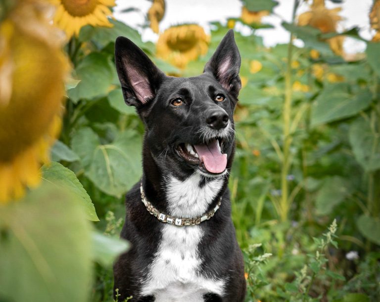 Ein rennender Hund in einer Wiese