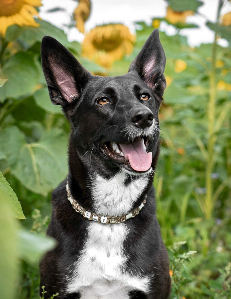Ein schwarz weißer Hund sitzend in einem Sonnenblumenfeld