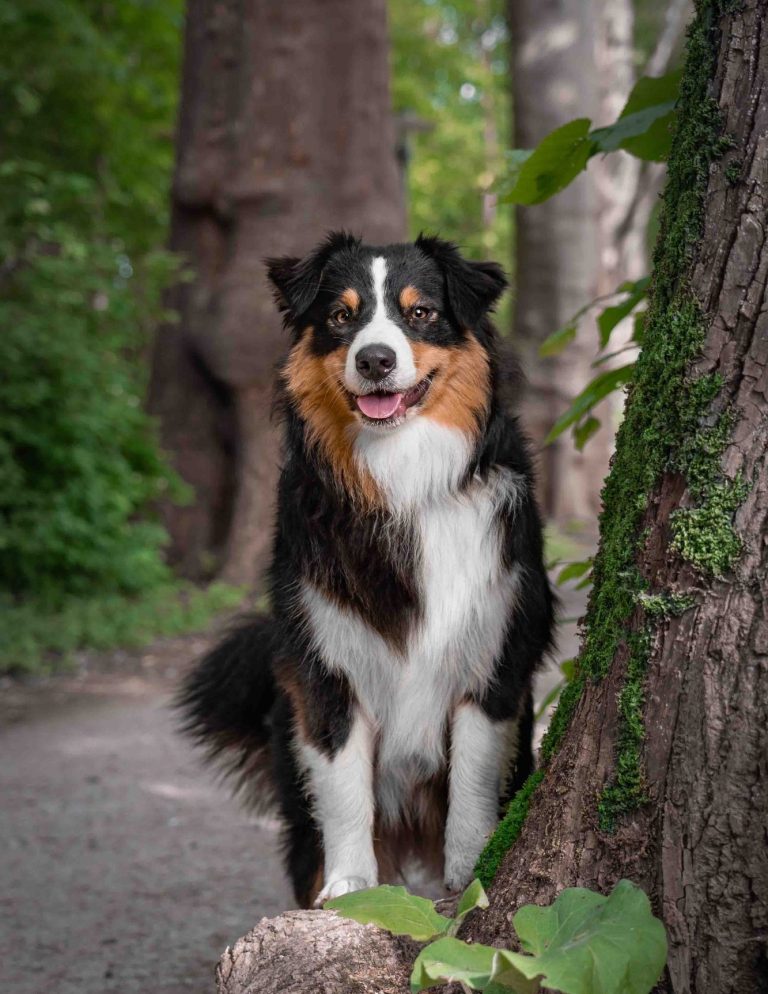 Ein sitzender Hund der zu seinem Frauchen hochschaut