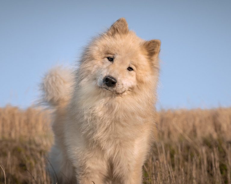 Ein Eurasier der sein Kopf leicht zur Seite gedreht hat und in die Kamera schaut, stehend in einem Sommerfeld