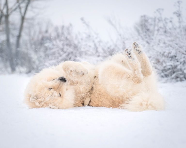 Ein Eurasier der sich im Schnee wälzt