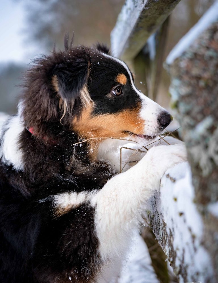 Australian Shepherd stehend auf einem Baumstamm im Schnee