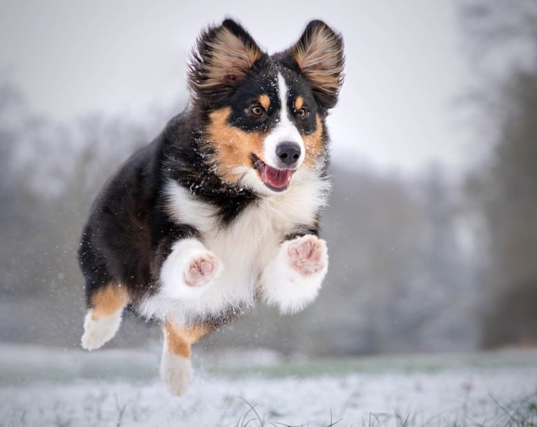 Australian Shepherd rennend im Schnee