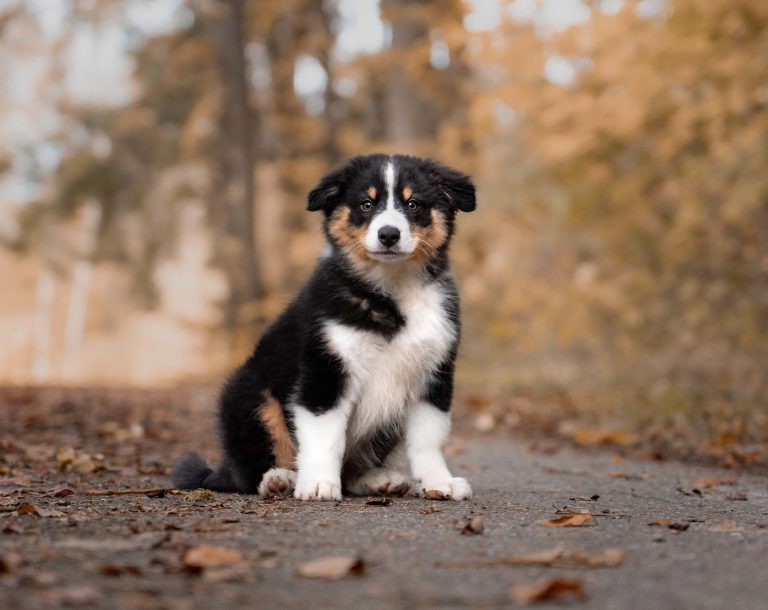 Ein Welpe sitzend im Herbstlaub