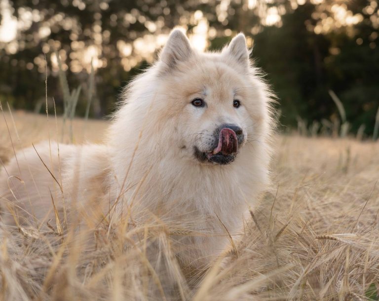 Ein Eurasier der sich die Nase abschleckt, stehend in einem Feld
