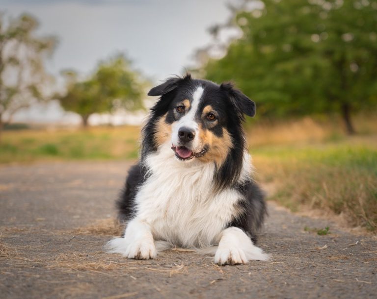Ein Hund im Platz auf einem Feldweg an einer Wiese