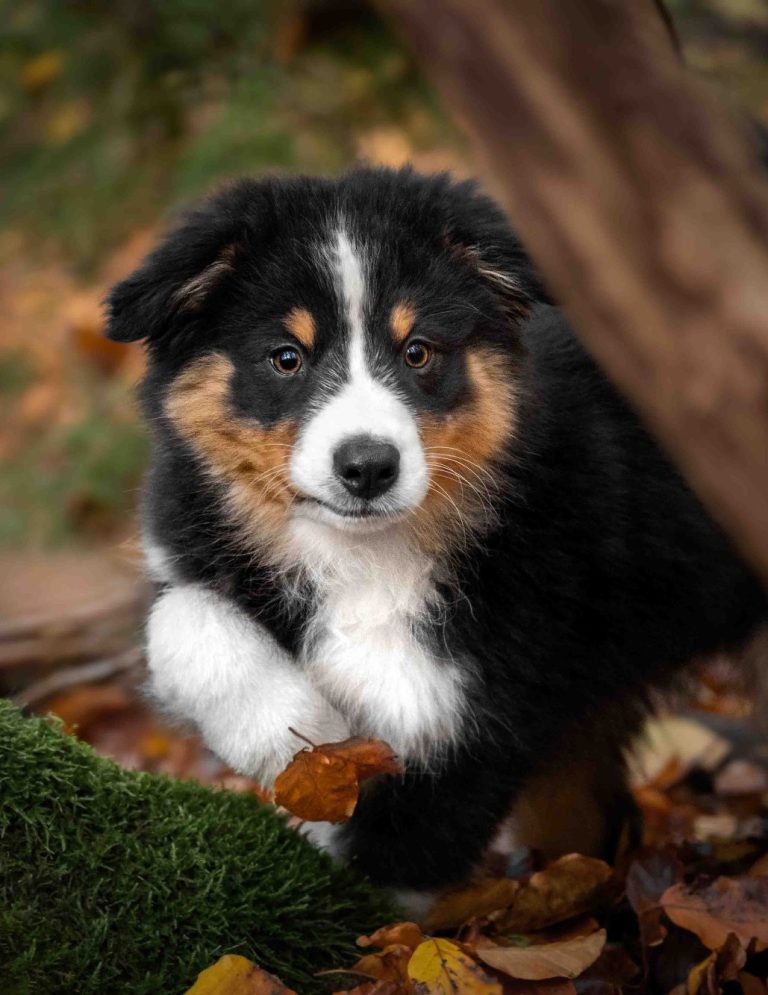 Ein Australian Shepherd Welpe der im Wald lädt