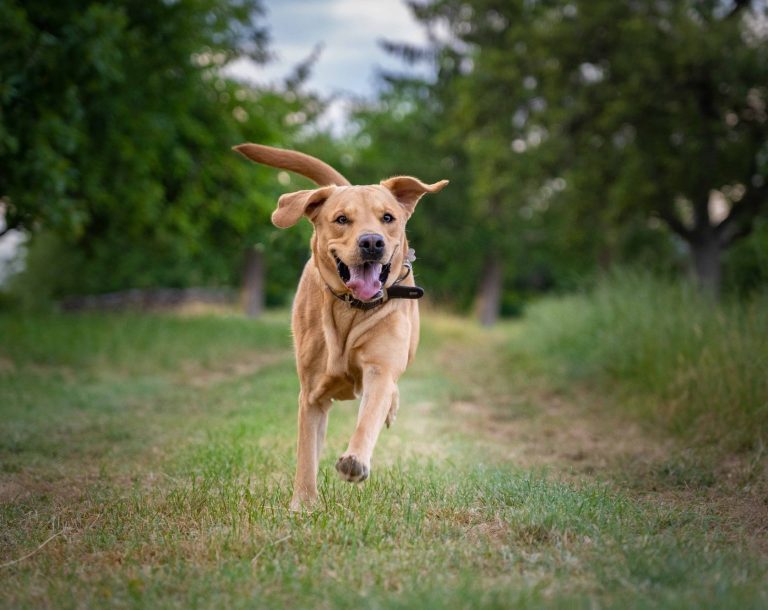 Ein Labrador Retriever der durch eine Weise rennt